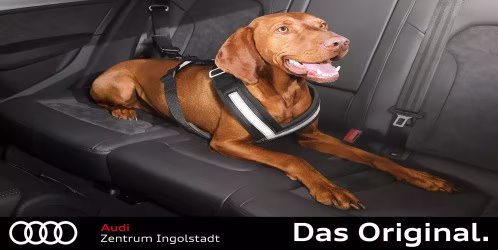 Original Audi Hundeschutzgurt Größe L für Rücksitzbank – 8X0019409B Original Audi Hundeschutzgurt Größe L für Rücksitzbank – 8X0019409B